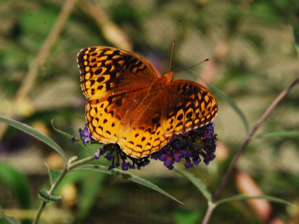 Great-Spangled-Fritillary-AA