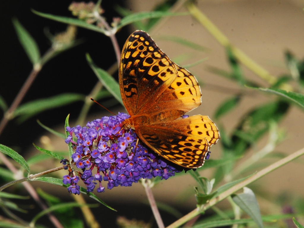 Great-Spangled-Fritillary-AB