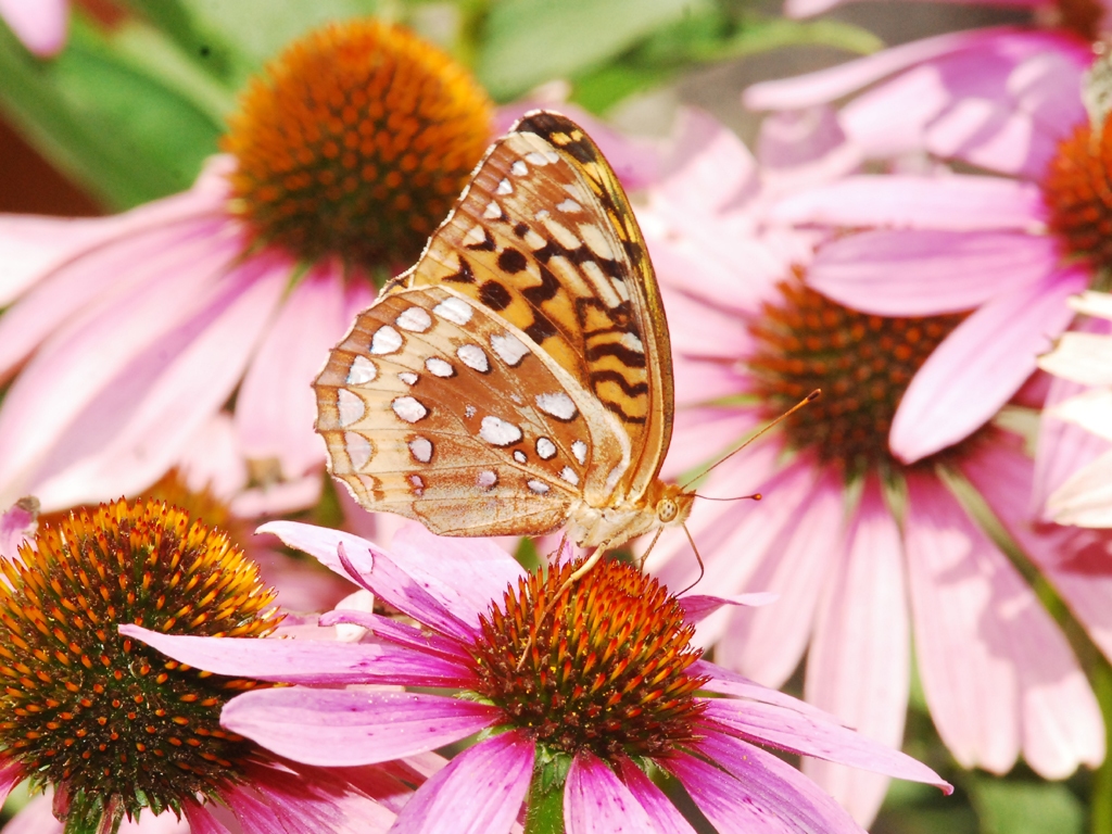Great-Spangled-Fritillary-AC