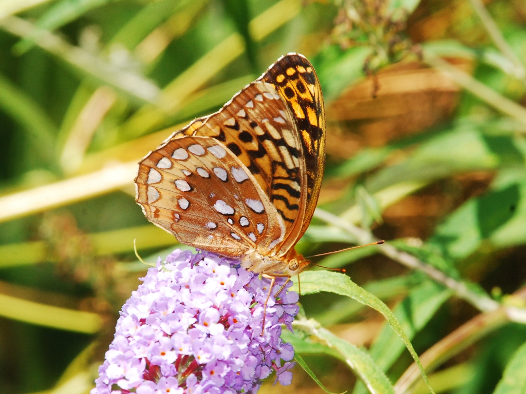 Great-Spangled-Fritillary-AD