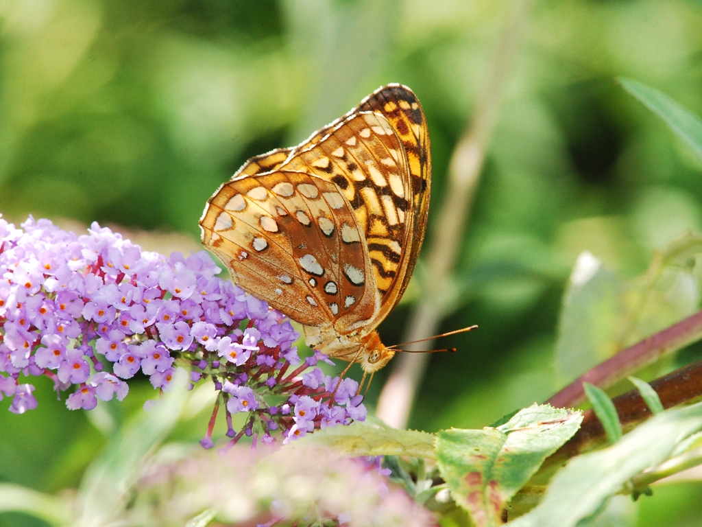 Great-Spangled-Fritillary-AE