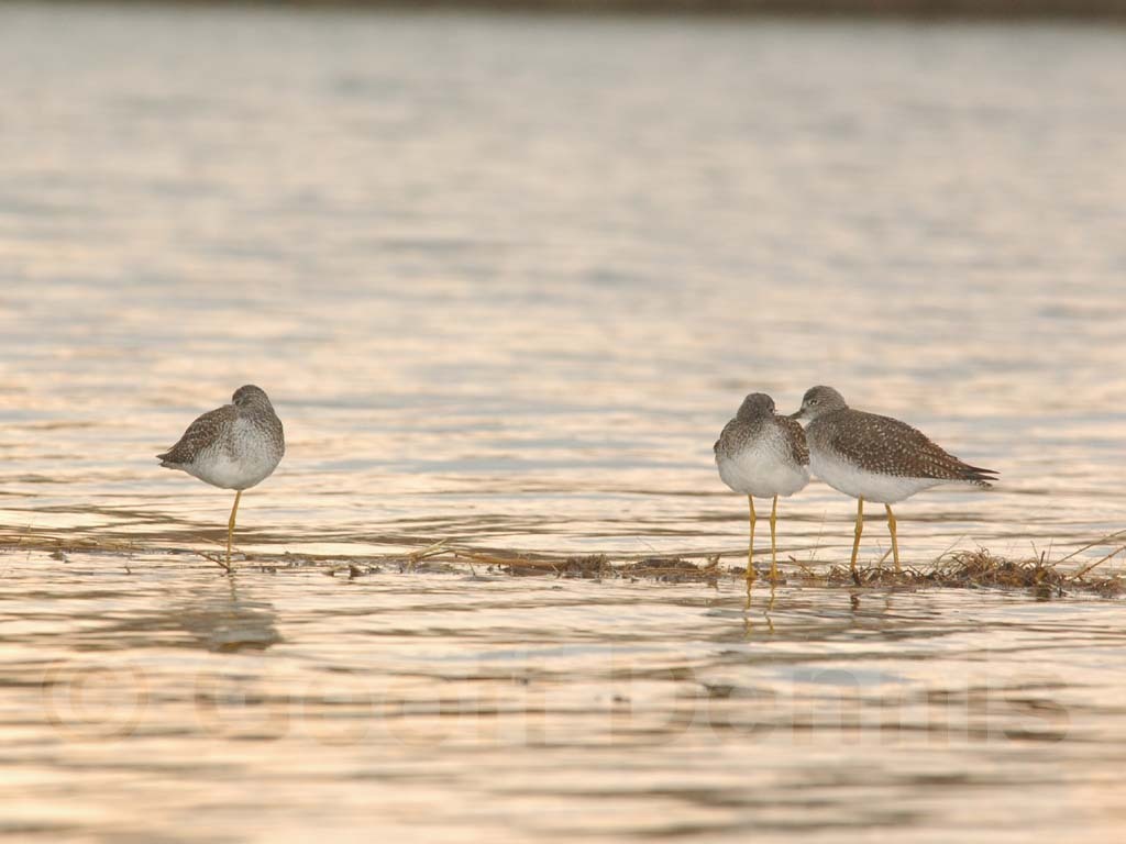 GRYE-AA_Greater-Yellowlegs
