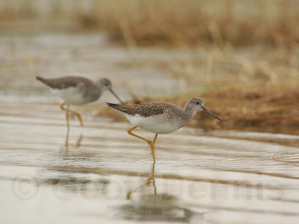 GRYE-AB_Greater-Yellowlegs