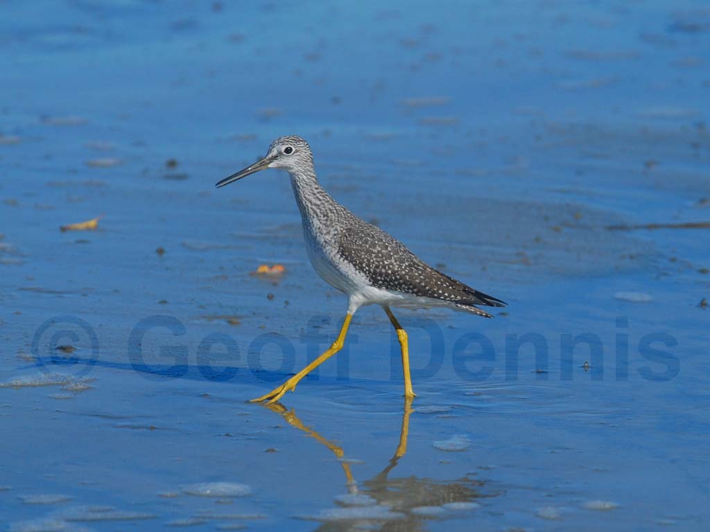 GRYE-AC_Greater-Yellowlegs