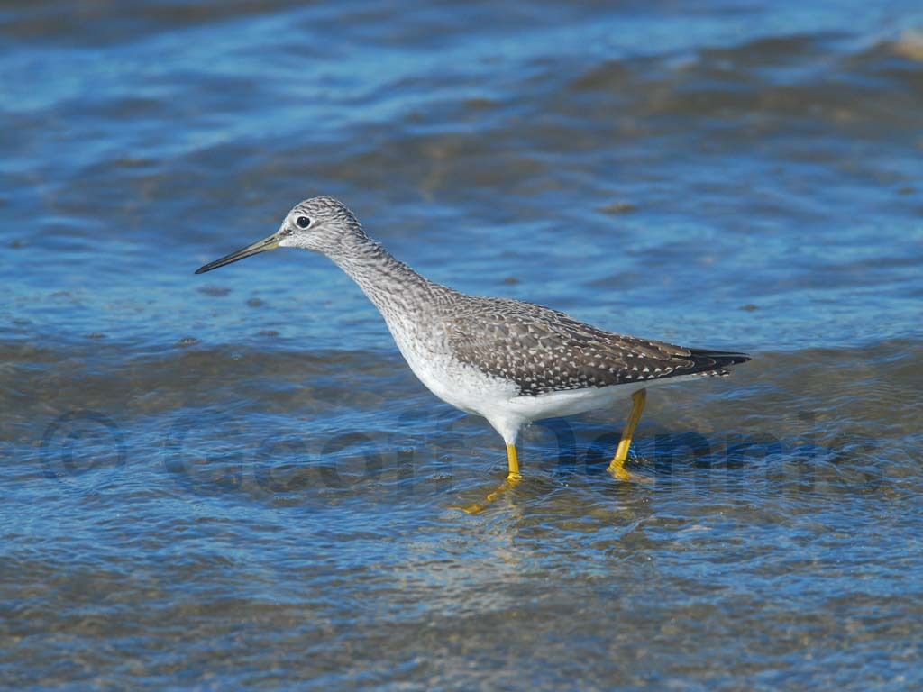 GRYE-AD_Greater-Yellowlegs