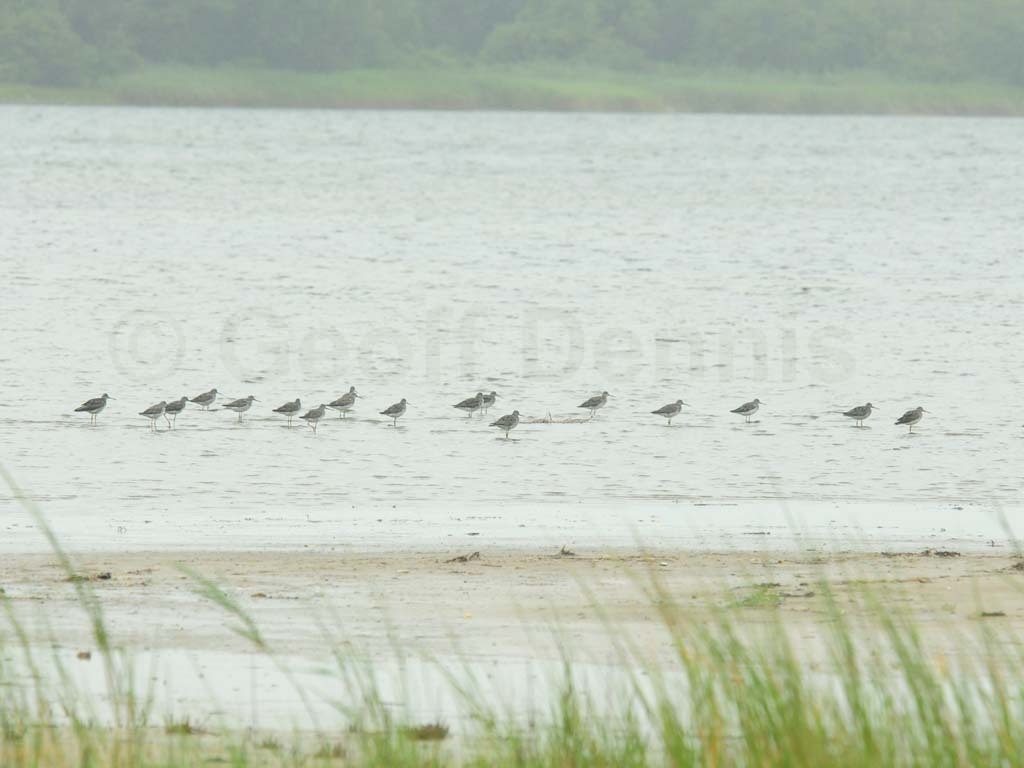 GRYE-AE_Greater-Yellowlegs