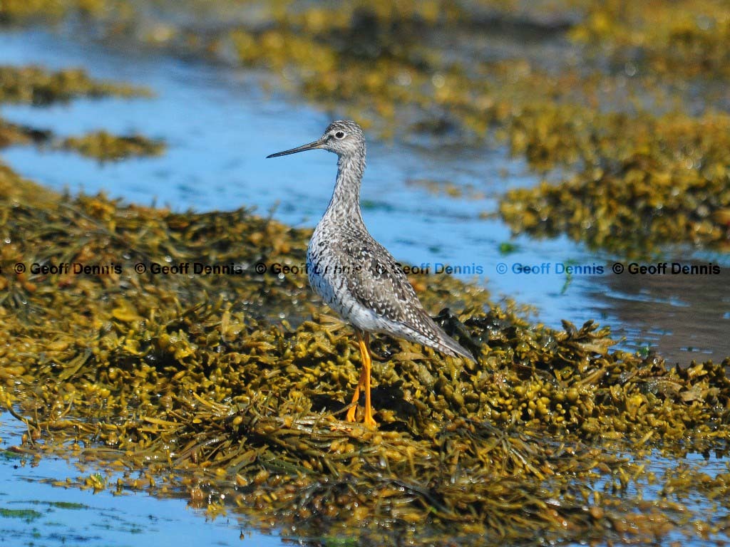 GRYE-AF_Greater-Yellowlegs