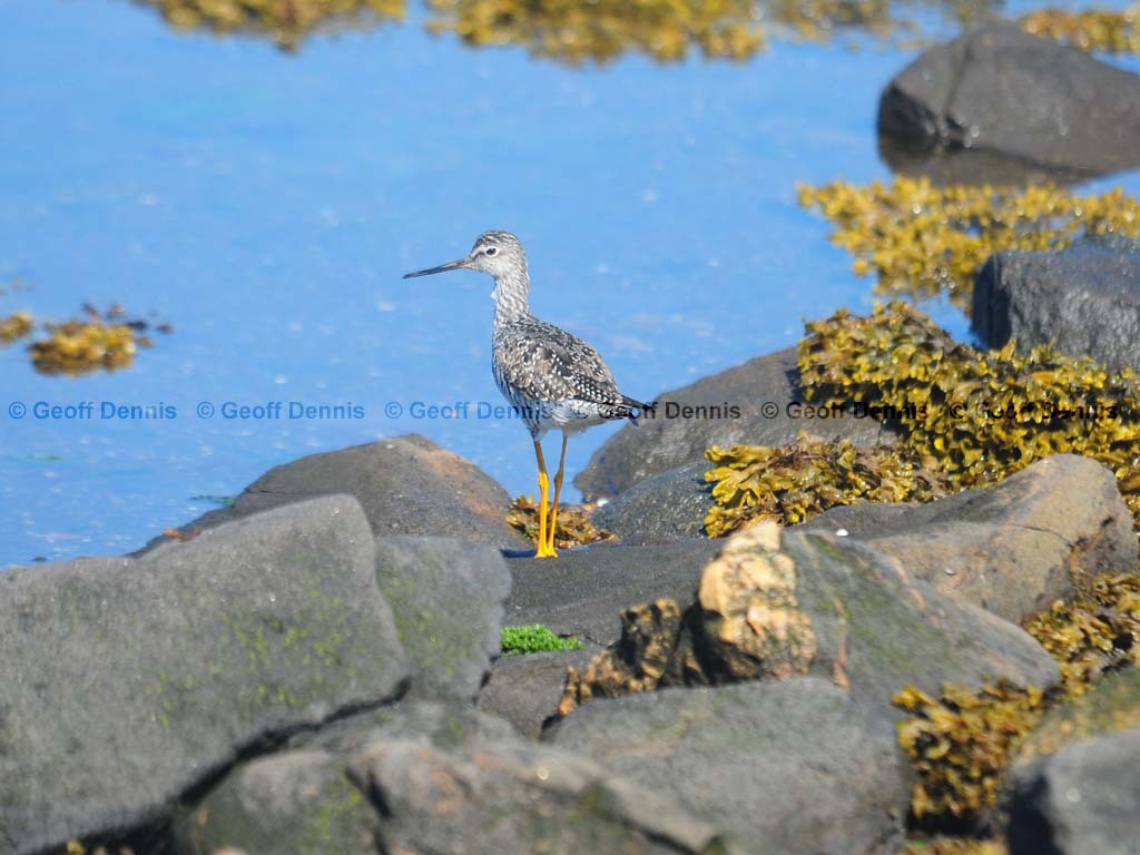 GRYE-AG_Greater-Yellowlegs