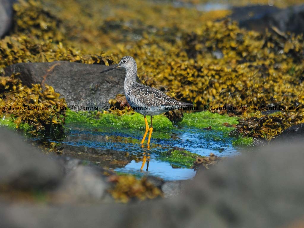 GRYE-AH_Greater-Yellowlegs