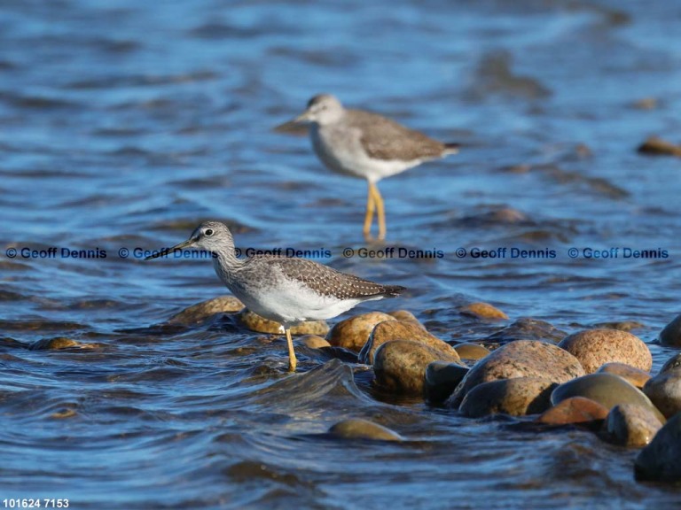 GRYE-AI_Greater-Yellowlegs