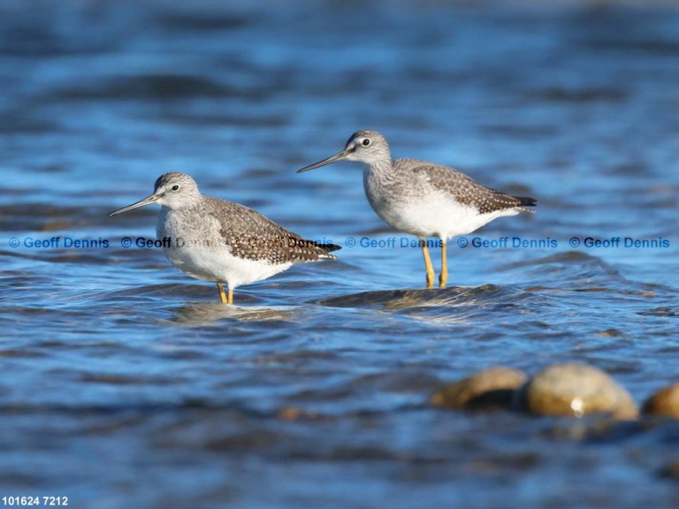 GRYE-AJ_Greater-Yellowlegs