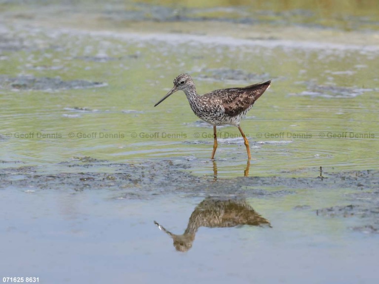 GRYE-AK_Greater-Yellowlegs