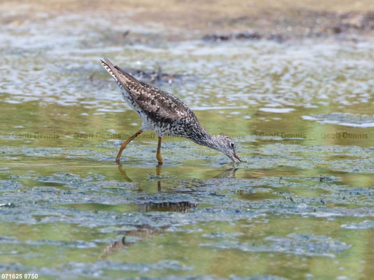 GRYE-AL_Greater-Yellowlegs