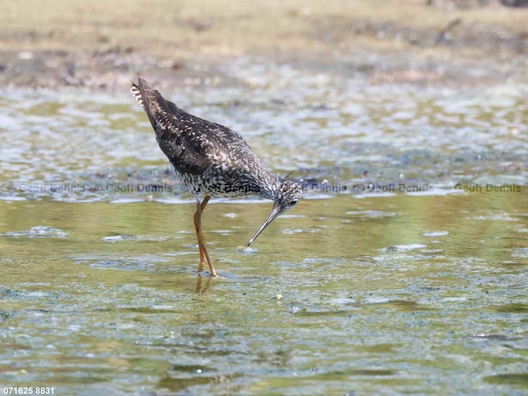 GRYE-AM_Greater-Yellowlegs