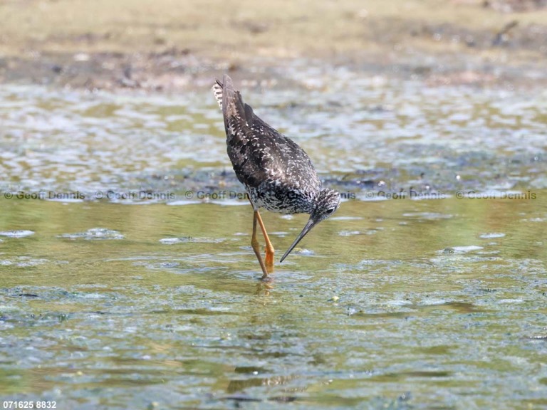 GRYE-AN_Greater-Yellowlegs