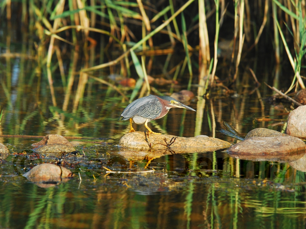 GRHE-AA_Green_Heron