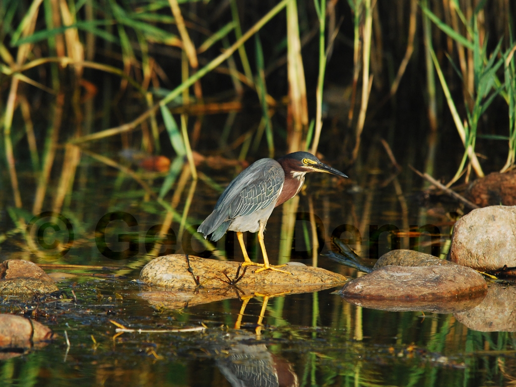 GRHE-AB_Green_Heron
