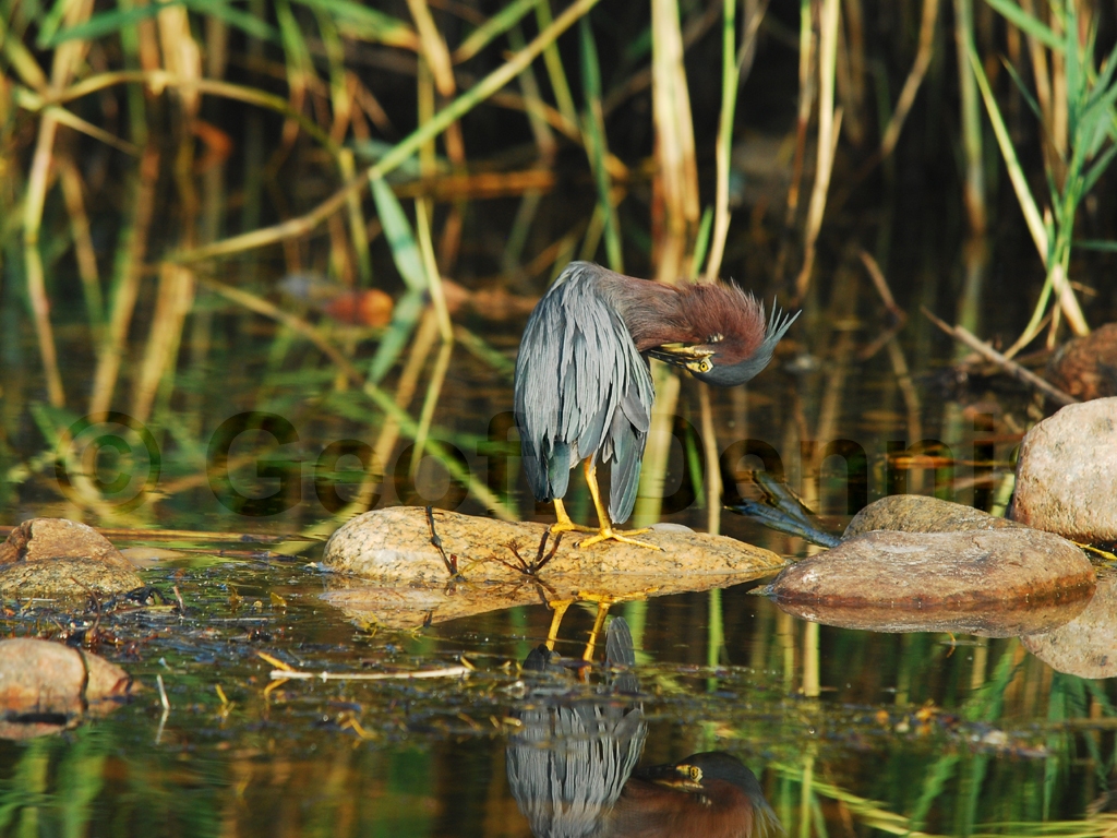 GRHE-AC_Green_Heron