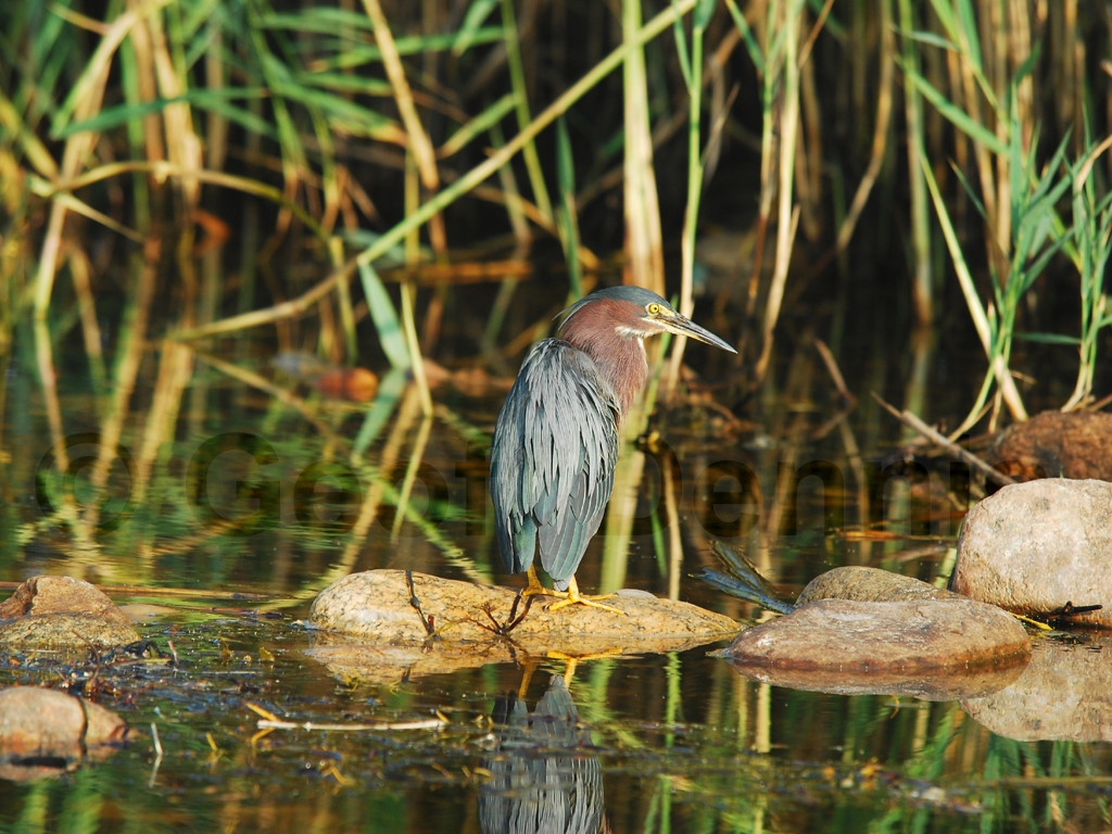 GRHE-AD_Green_Heron