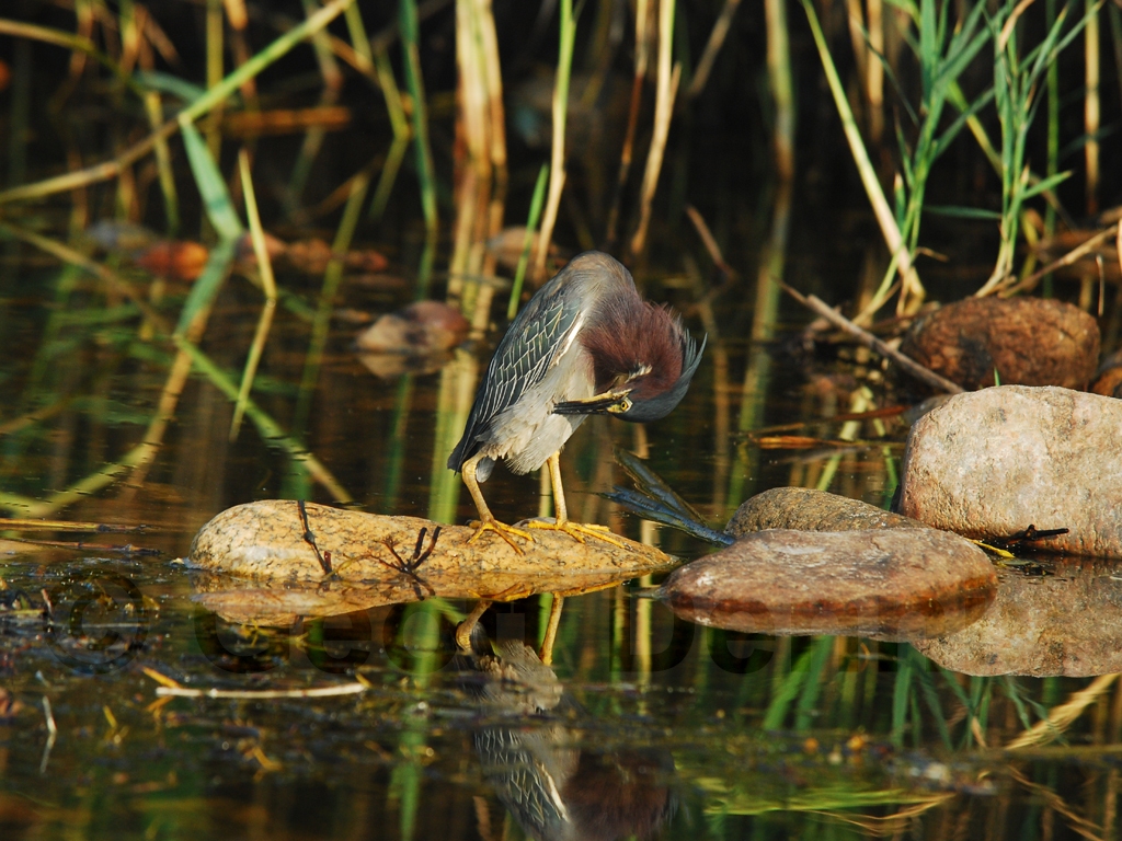 GRHE-AE_Green_Heron