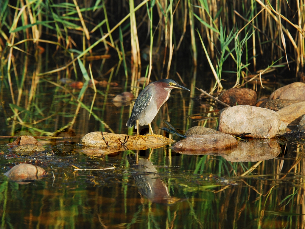 GRHE-AF_Green_Heron