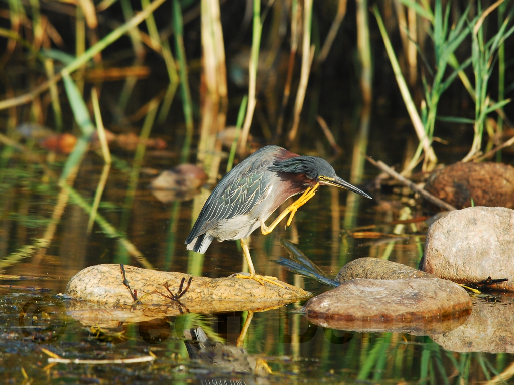 GRHE-AG_Green_Heron