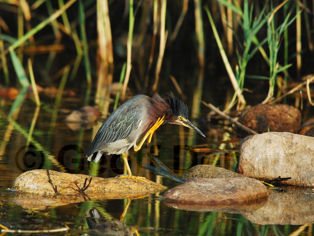 GRHE-AH_Green_Heron