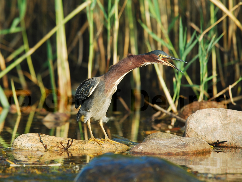 GRHE-AI_Green_Heron