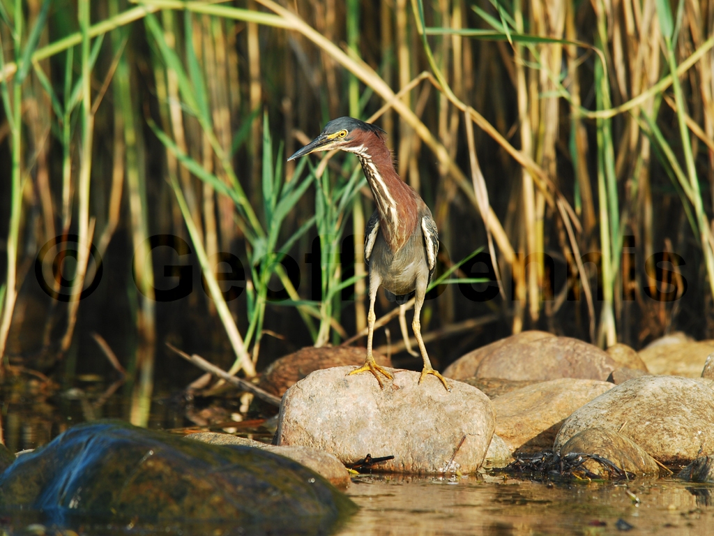 GRHE-AJ_Green_Heron
