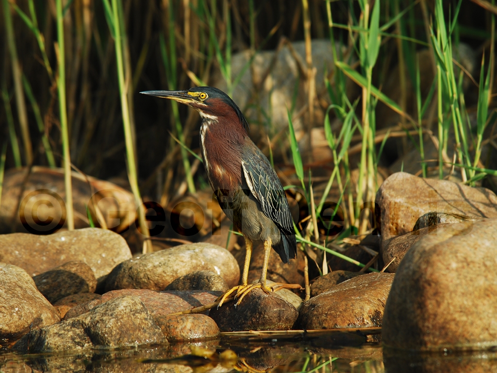 GRHE-AK_Green_Heron