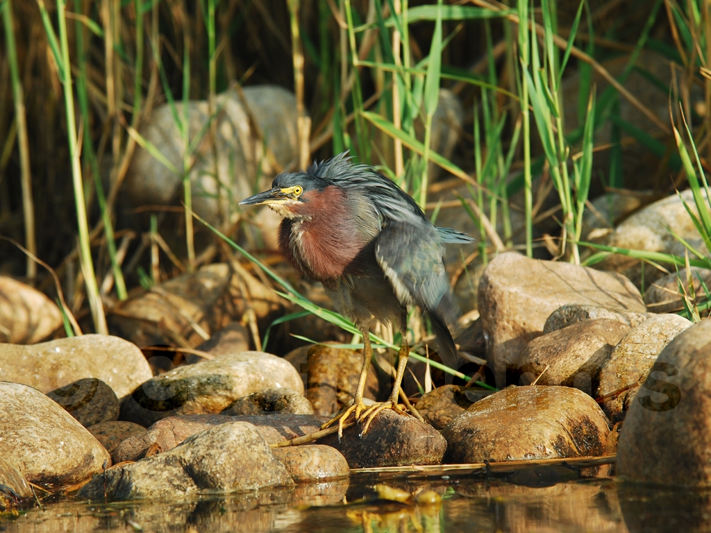 GRHE-AL_Green_Heron