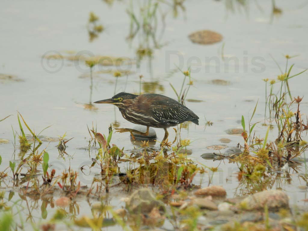 GRHE-AM_Green_Heron