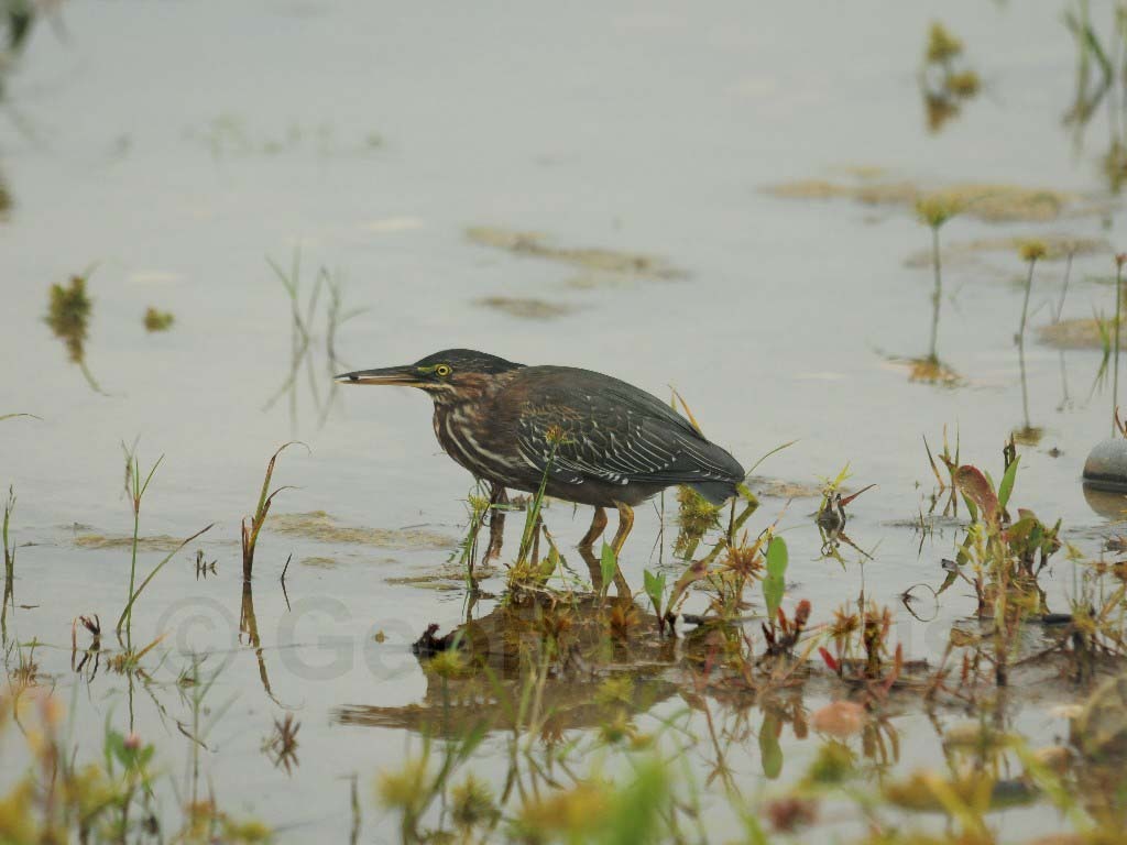 GRHE-AN_Green_Heron