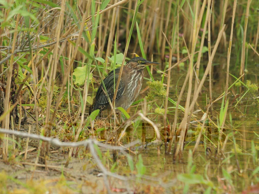 GRHE-AO_Green_Heron