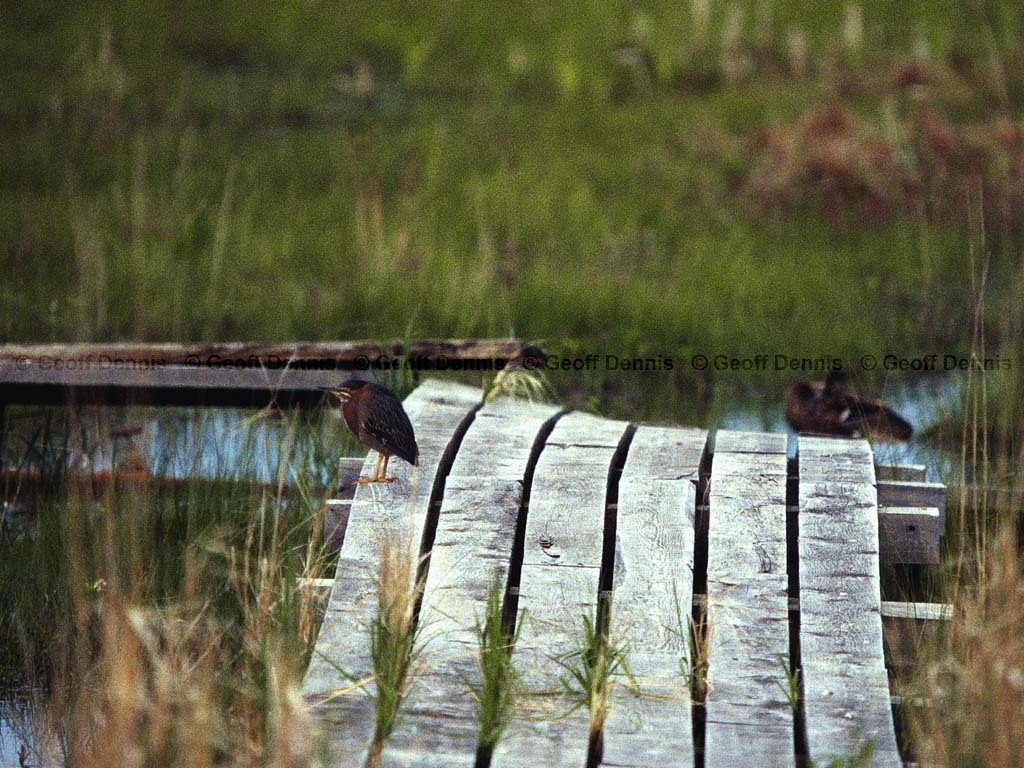 GRHE-AP_Green-Heron