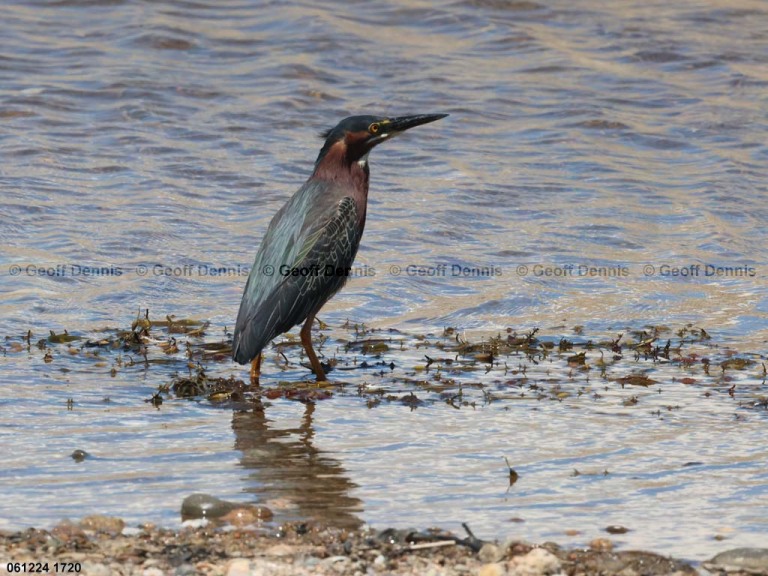 GRHE-AQ_Green-Heron