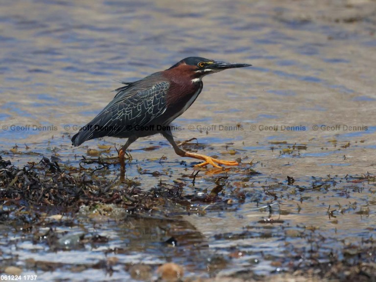 GRHE-AR_Green-Heron