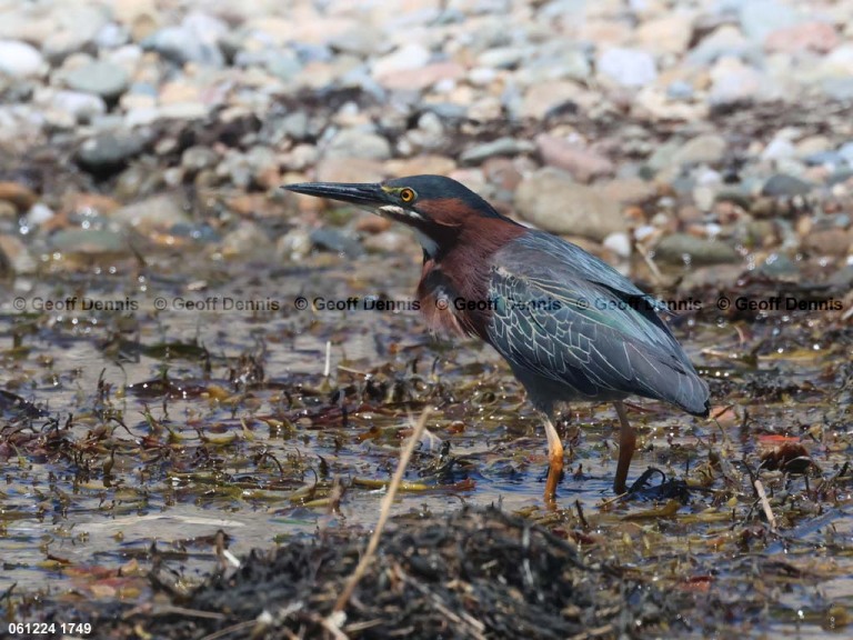 GRHE-AS_Green-Heron