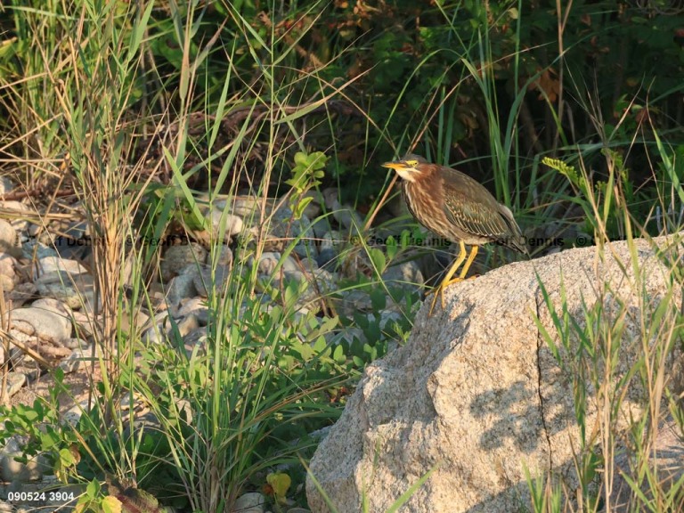 GRHE-AT_Green-Heron