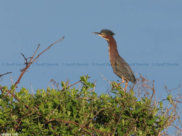 GRHE-AU_Green-Heron