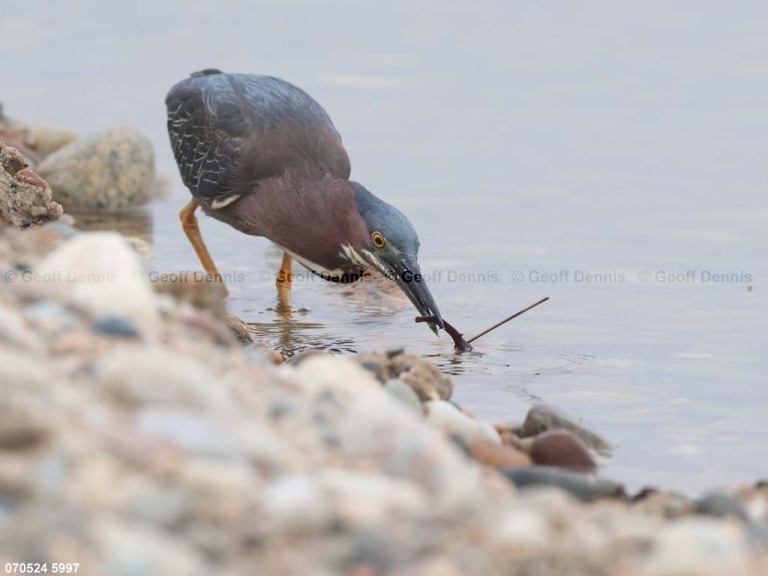 GRHE-AV_Green-Heron