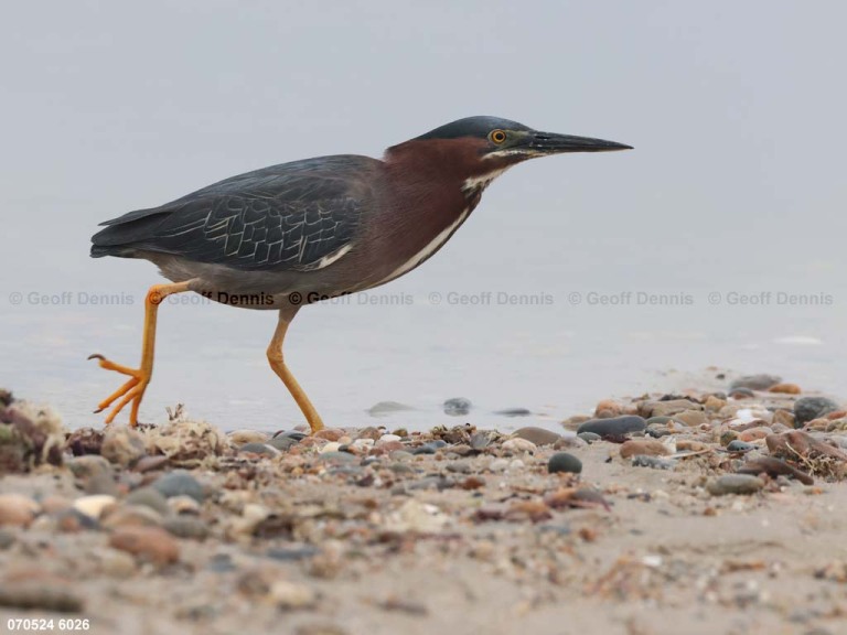 GRHE-AW_Green-Heron