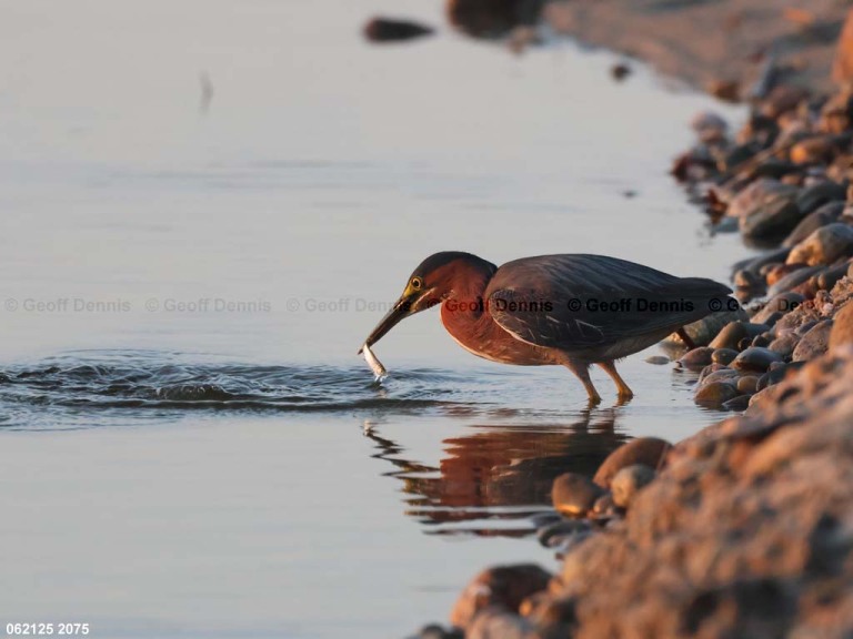 GRHE-AY_Green-Heron