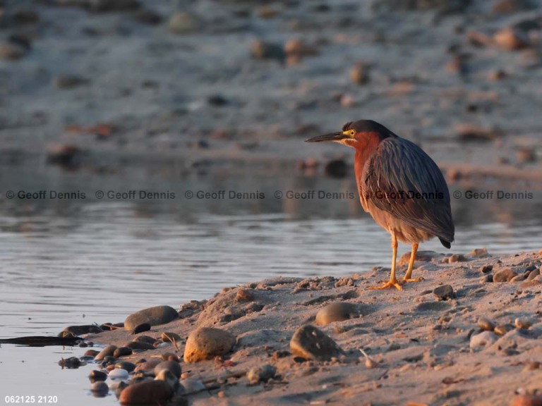 GRHE-AZ_Green-Heron
