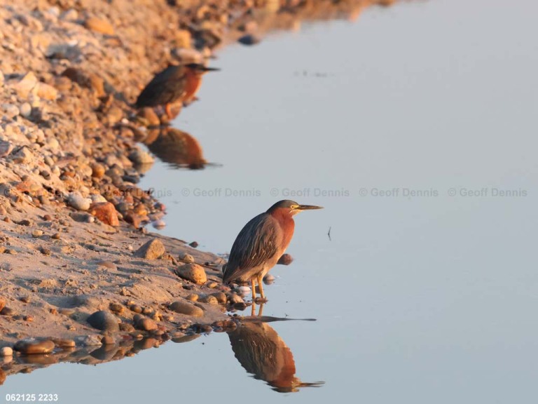 GRHE-CA_Green-Heron