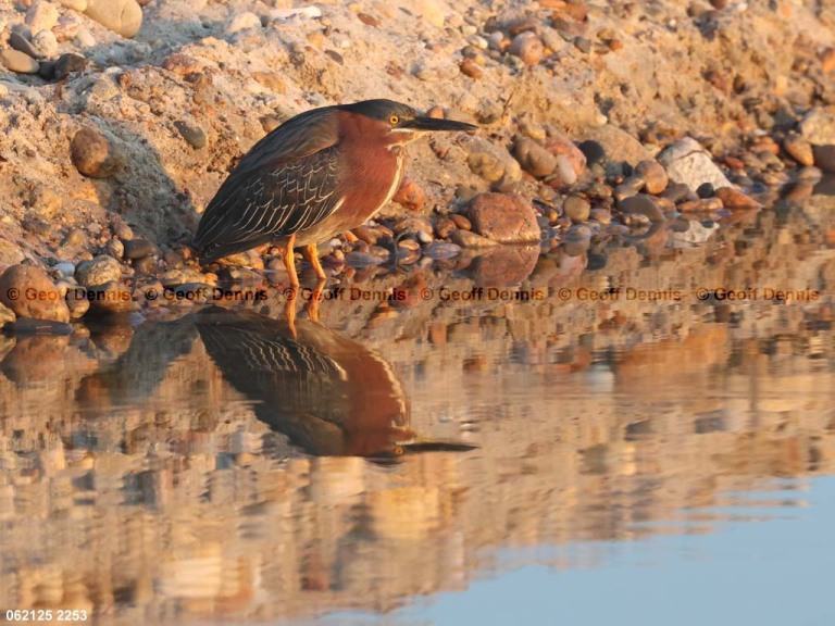 GRHE-CB_Green-Heron