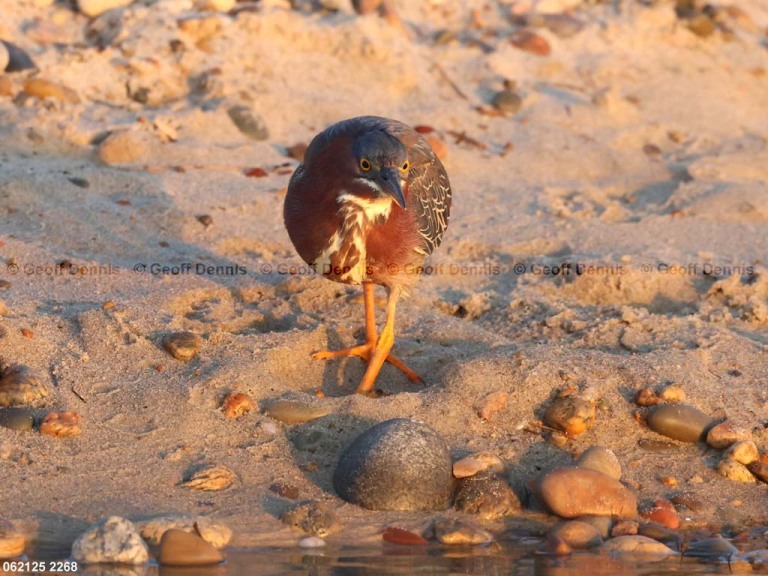 GRHE-CC_Green-Heron