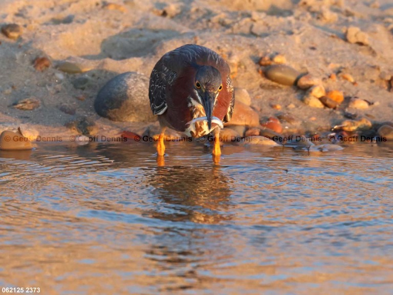 GRHE-CD_Green-Heron