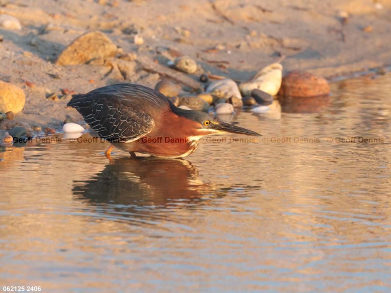GRHE-CE_Green-Heron