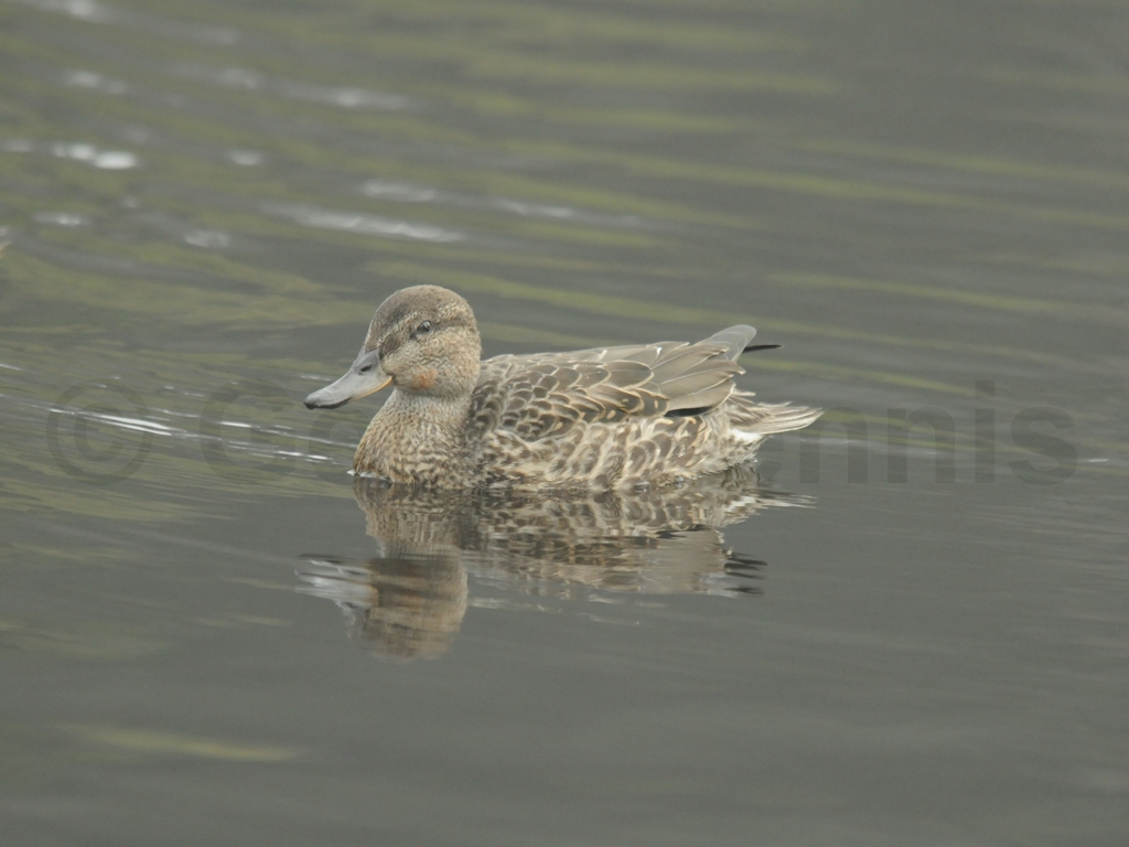 GWTE-AA_Green-winged-Teal